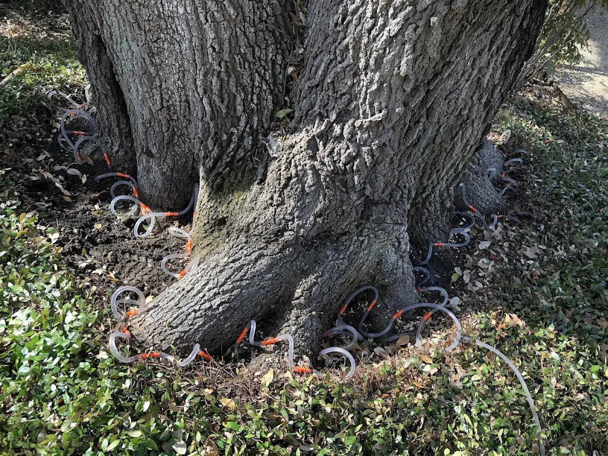Detailed Tree Cabling and Bracing job site in Villa Ridge