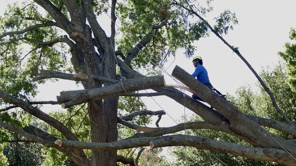 Professional Crown Thinning performed by certified arborists in Villa Ridge